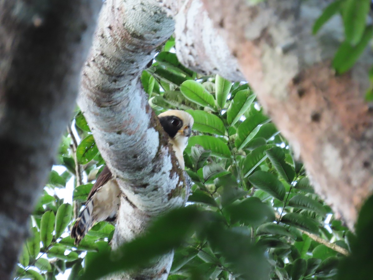 Laughing Falcon - ML646814057