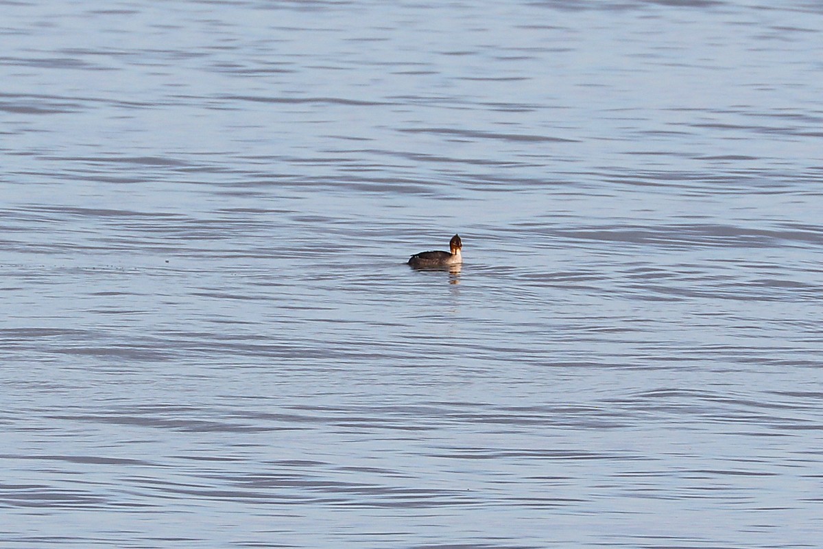Red-breasted Merganser - ML646814058