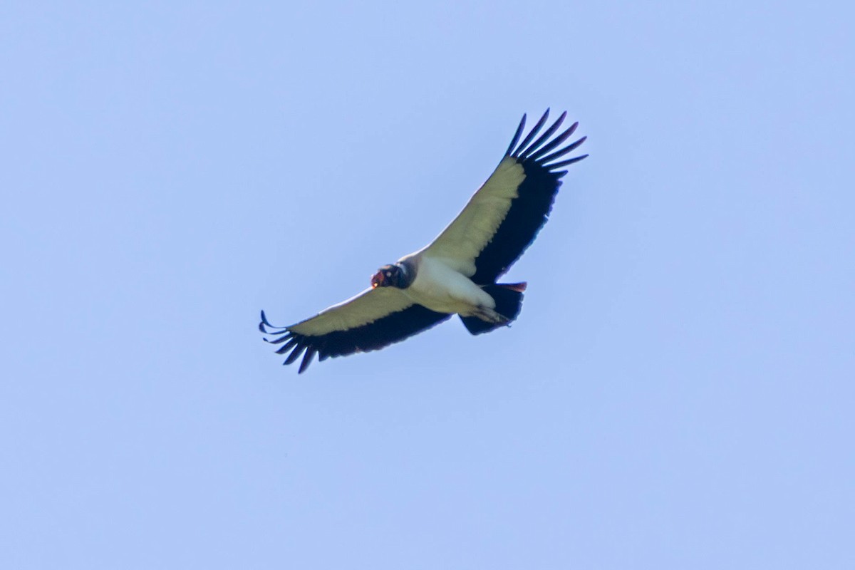 トキイロコンドル - ML646814059