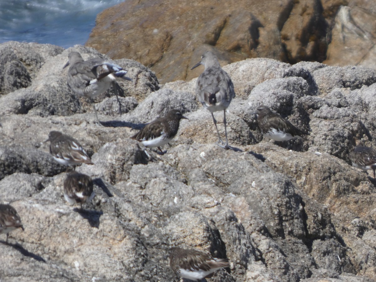 Willet - ML646814060