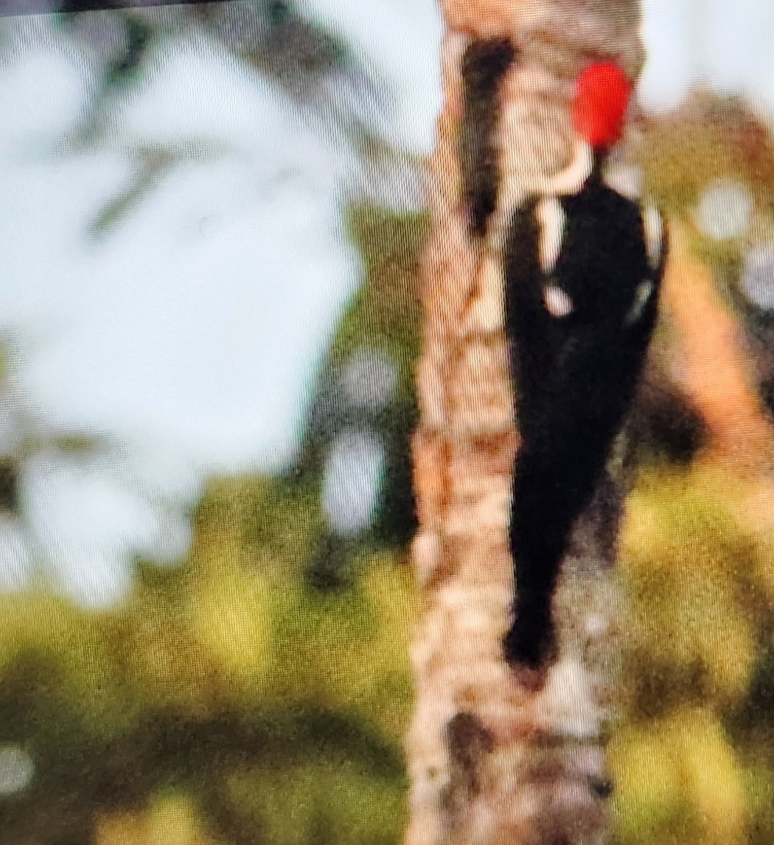 Crimson-crested Woodpecker - ML646814061