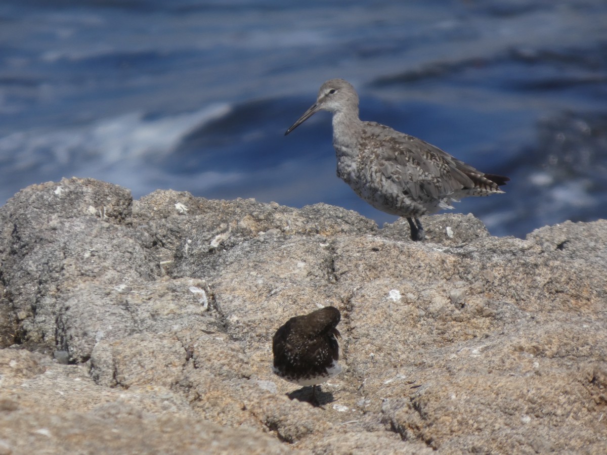 Willet - ML646814069