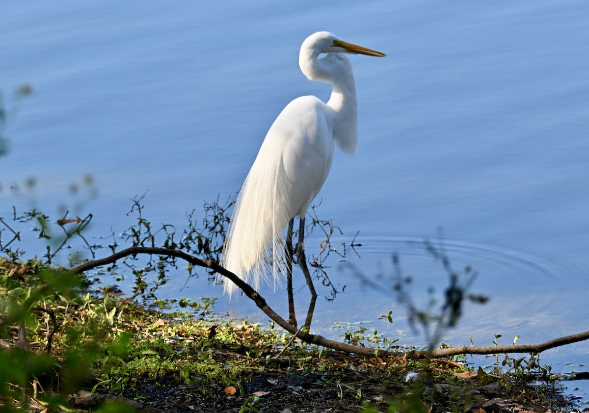 Чапля велика - ML646814071