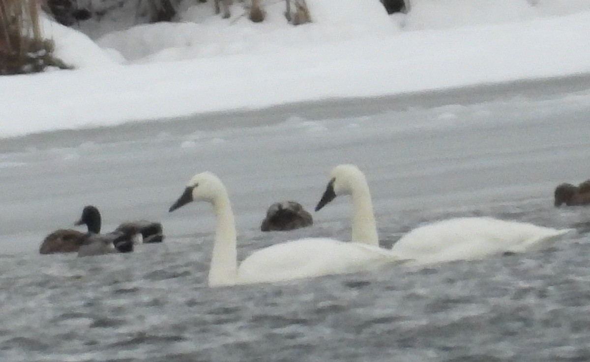 Tundra Swan - ML646814072