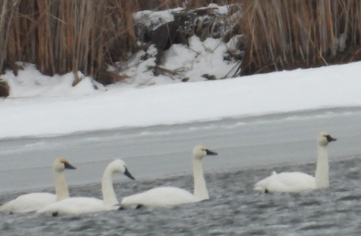 Tundra Swan - ML646814073