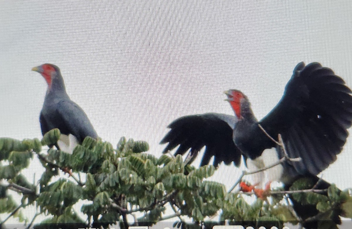 アカノドカラカラ - ML646814076