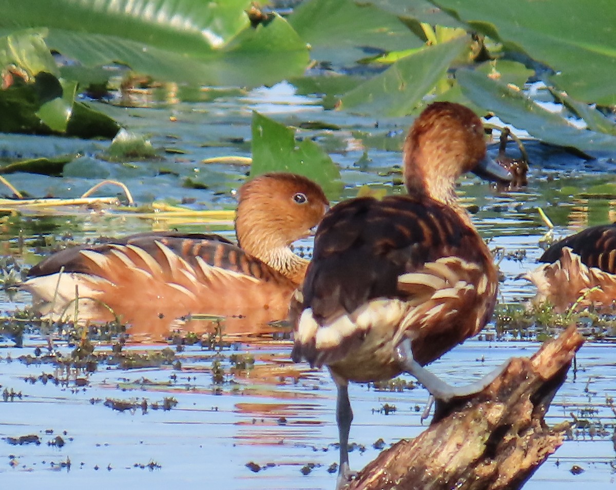 Fulvous Whistling-Duck - ML646814077