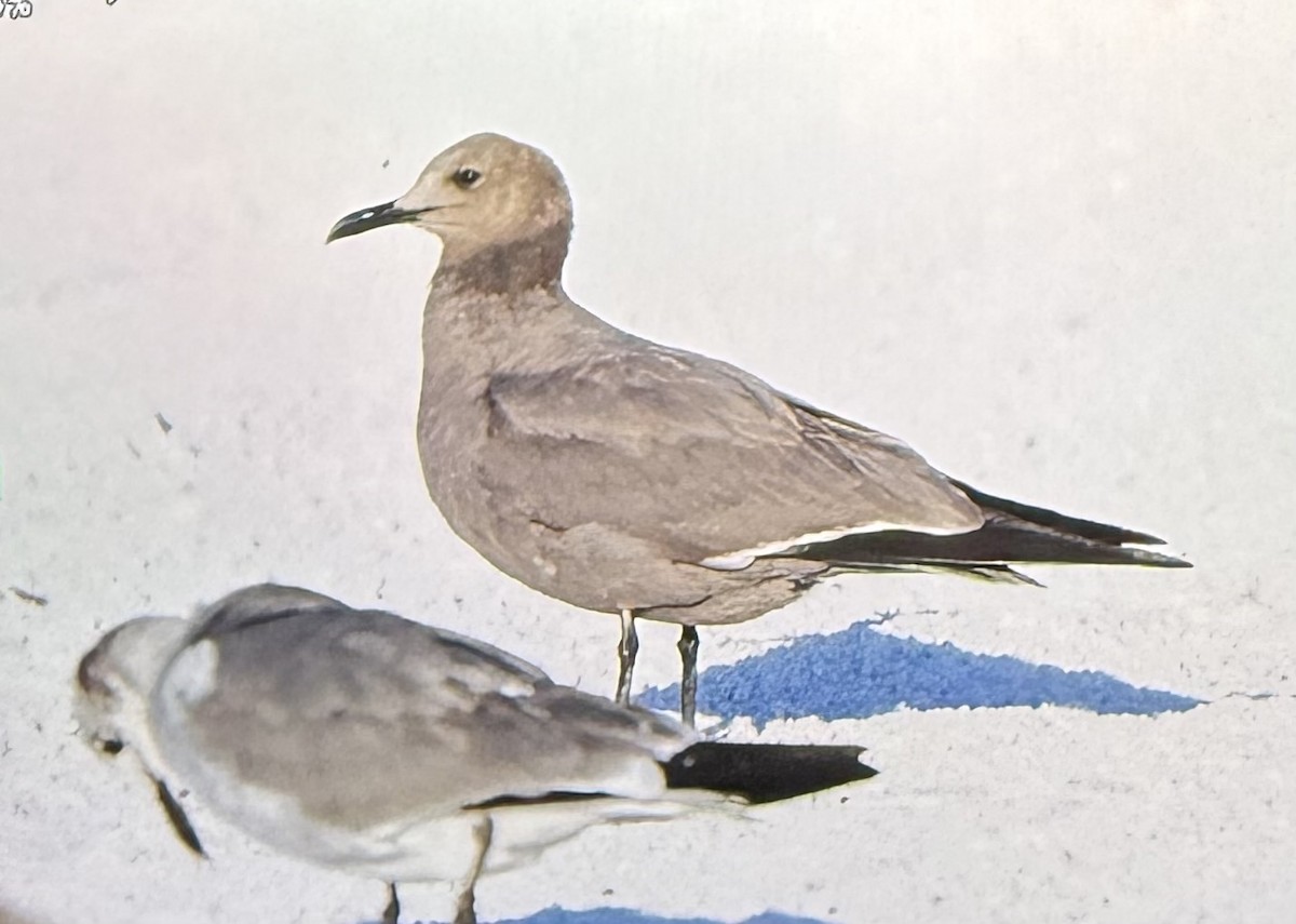 Серая чайка - ML646814079