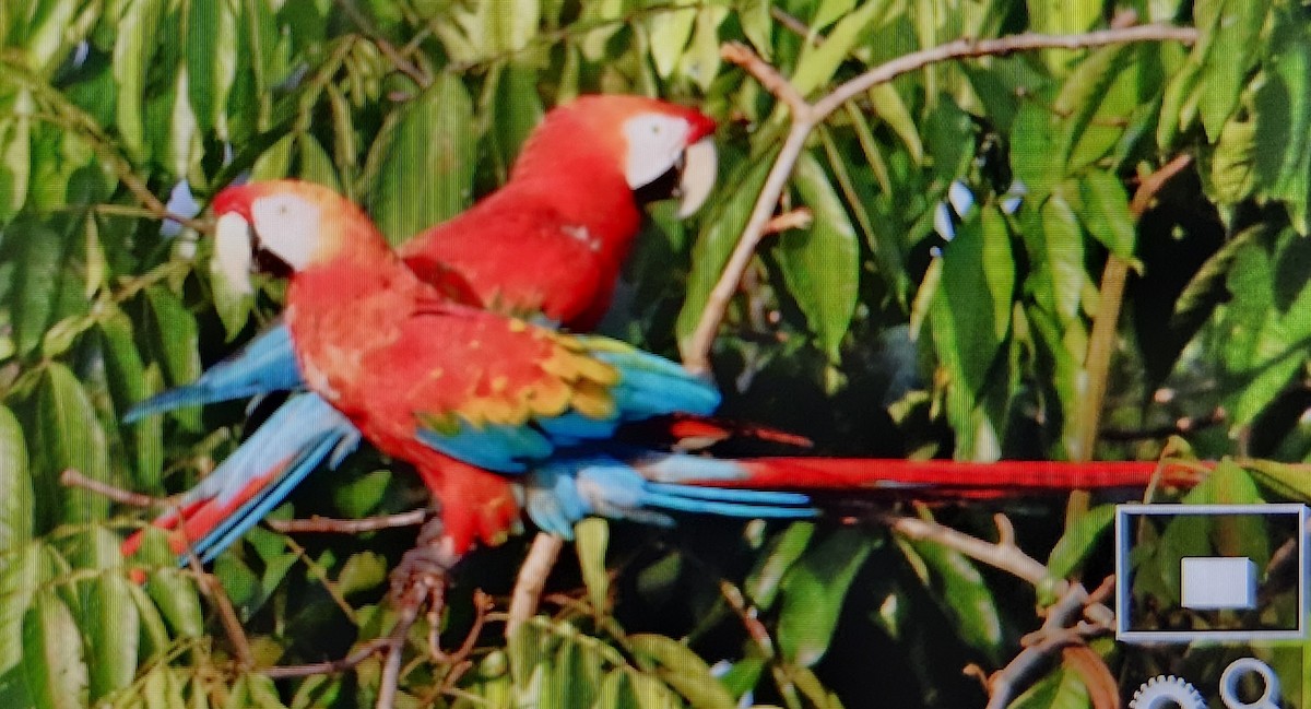 コンゴウインコ - ML646814080