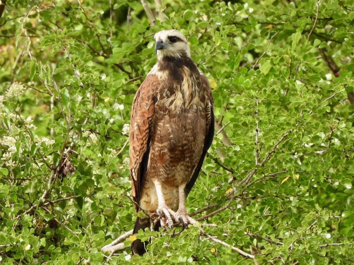 Black-collared Hawk - ML646814082