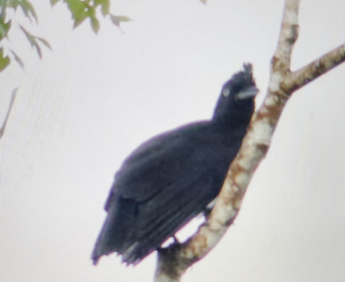 カサドリ - ML646814089