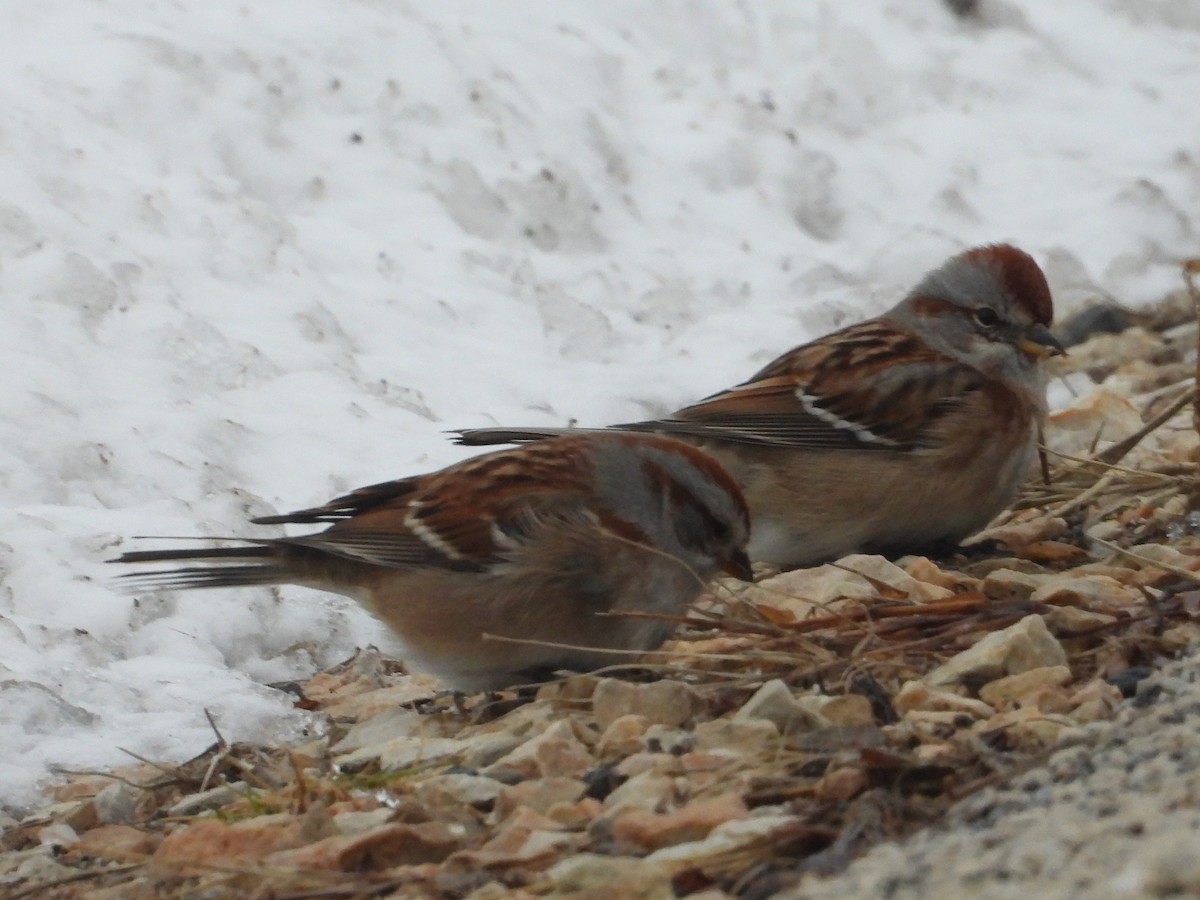 American Tree Sparrow - ML646814090
