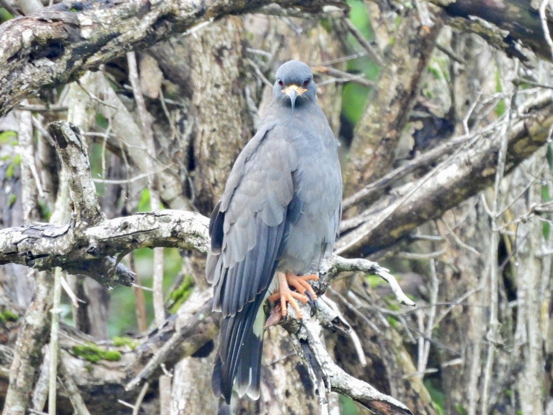 Snail Kite - ML646814091