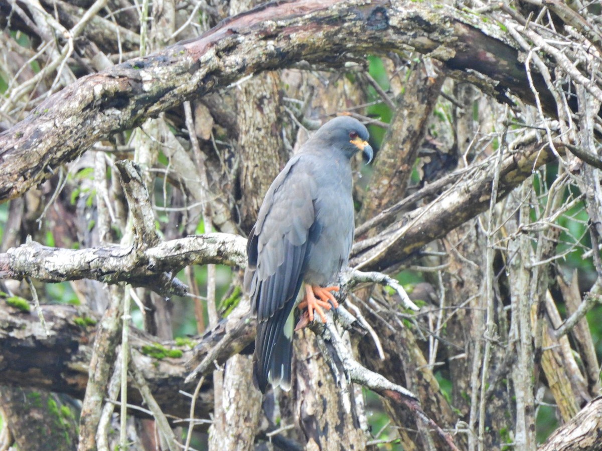 Snail Kite - ML646814092