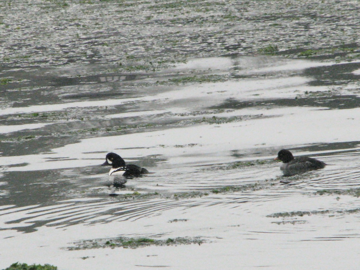 Porrón Islándico - ML646814101