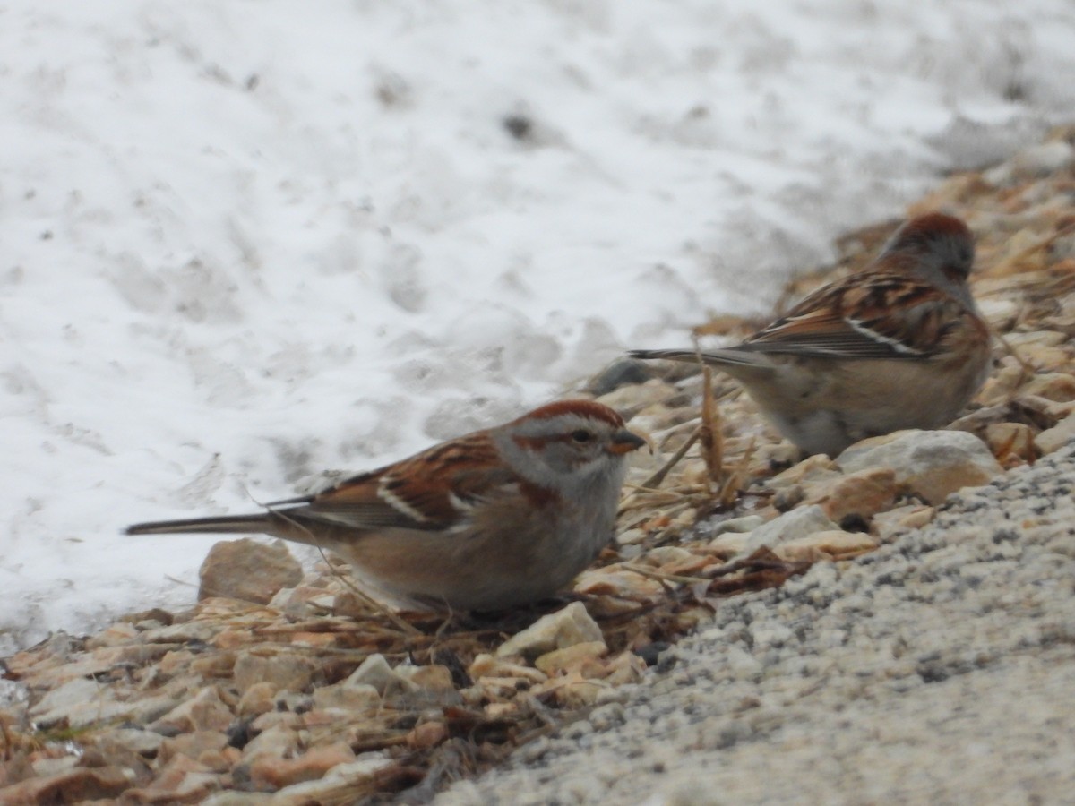 American Tree Sparrow - ML646814102