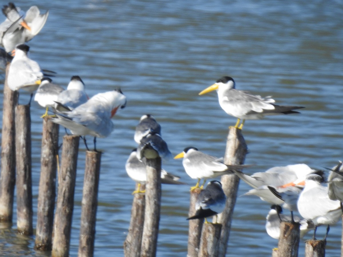 Large-billed Tern - ML646814103