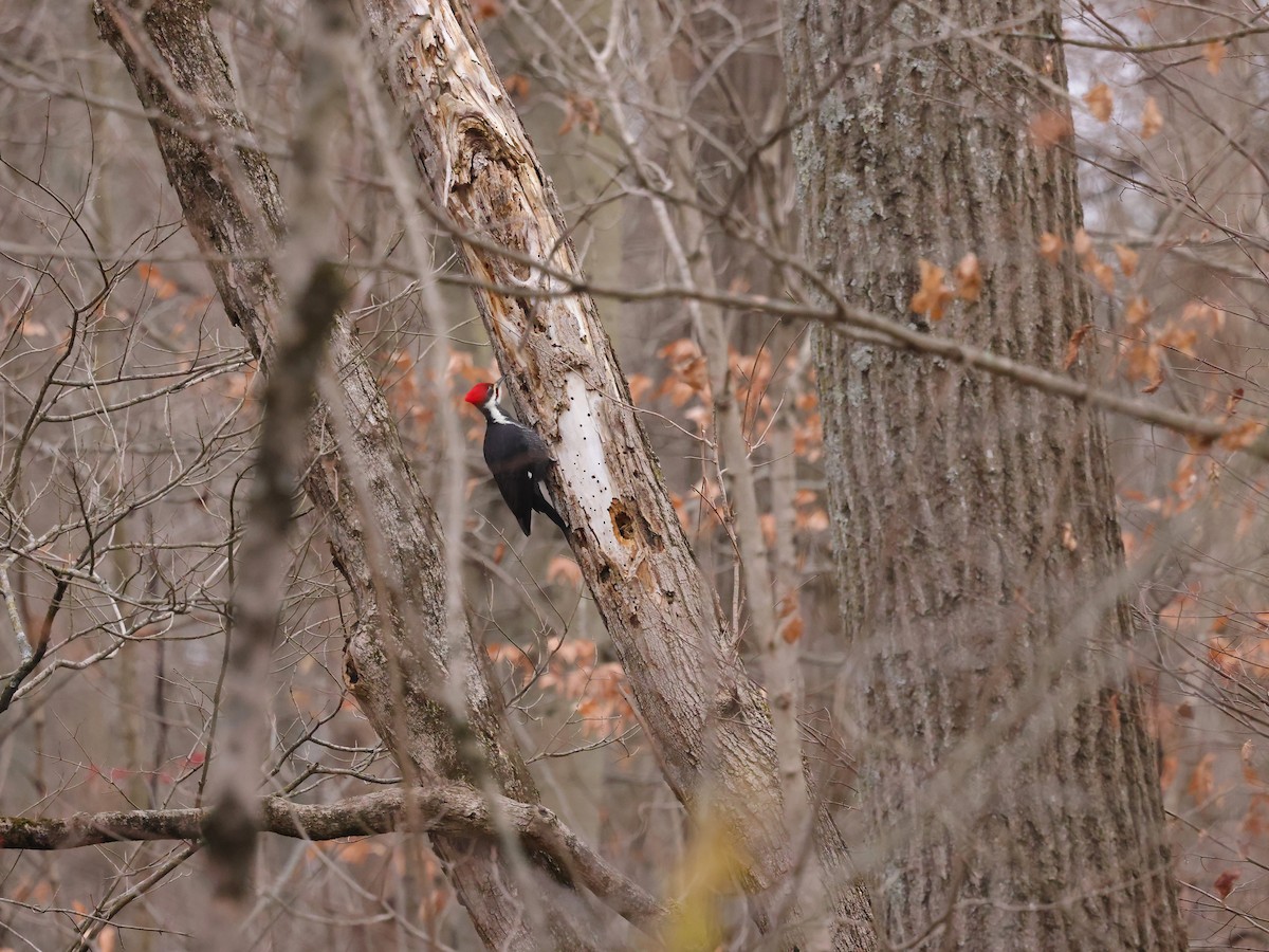 Pileated Woodpecker - ML646814112