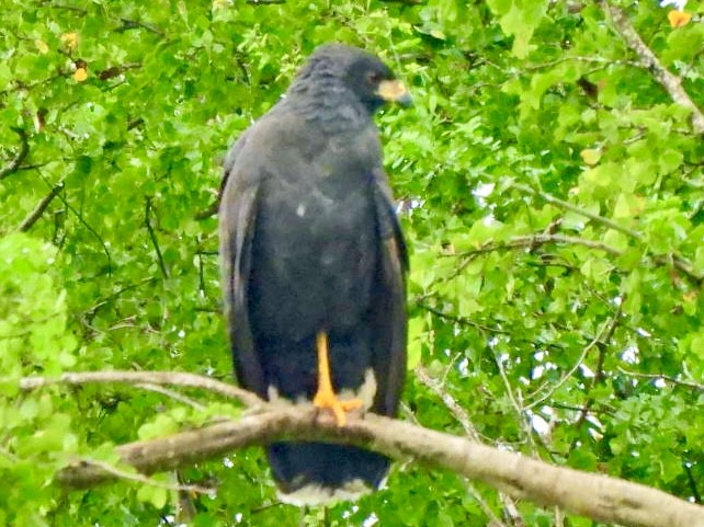 Great Black Hawk - ML646814113