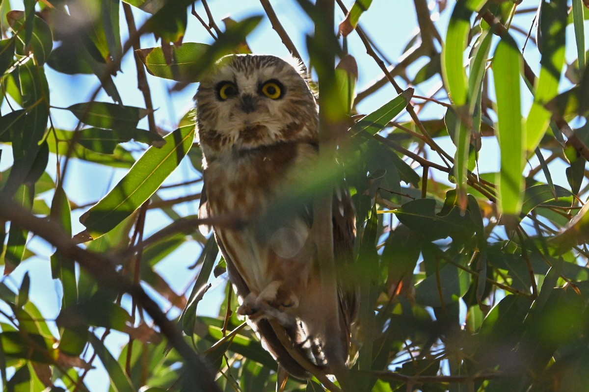 Northern Saw-whet Owl - ML646814114