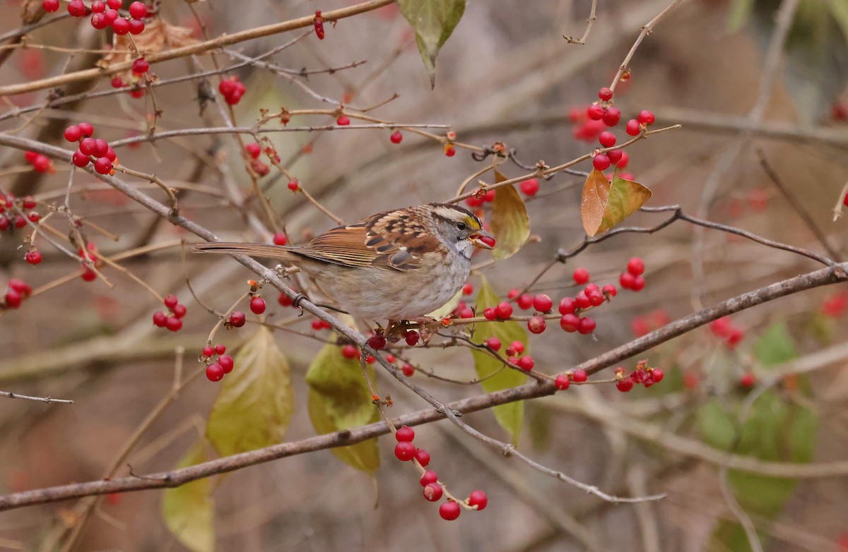 White-throated Sparrow - ML646814117