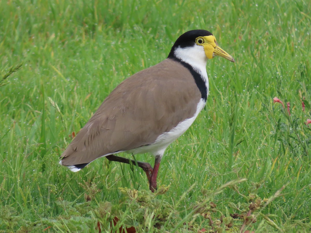 čejka australská (ssp. novaehollandiae) - ML646814119