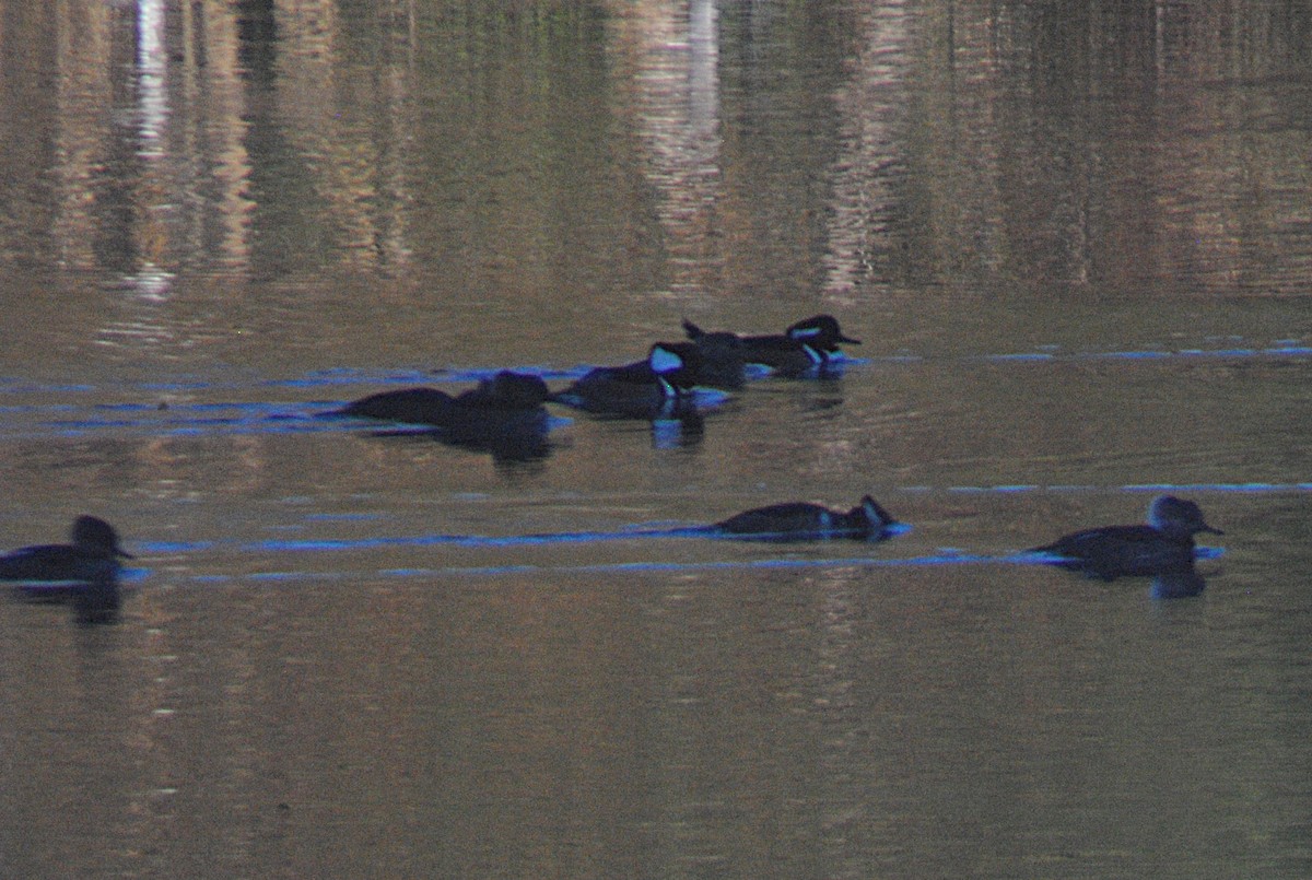 Zerra buruhandia - ML646814121