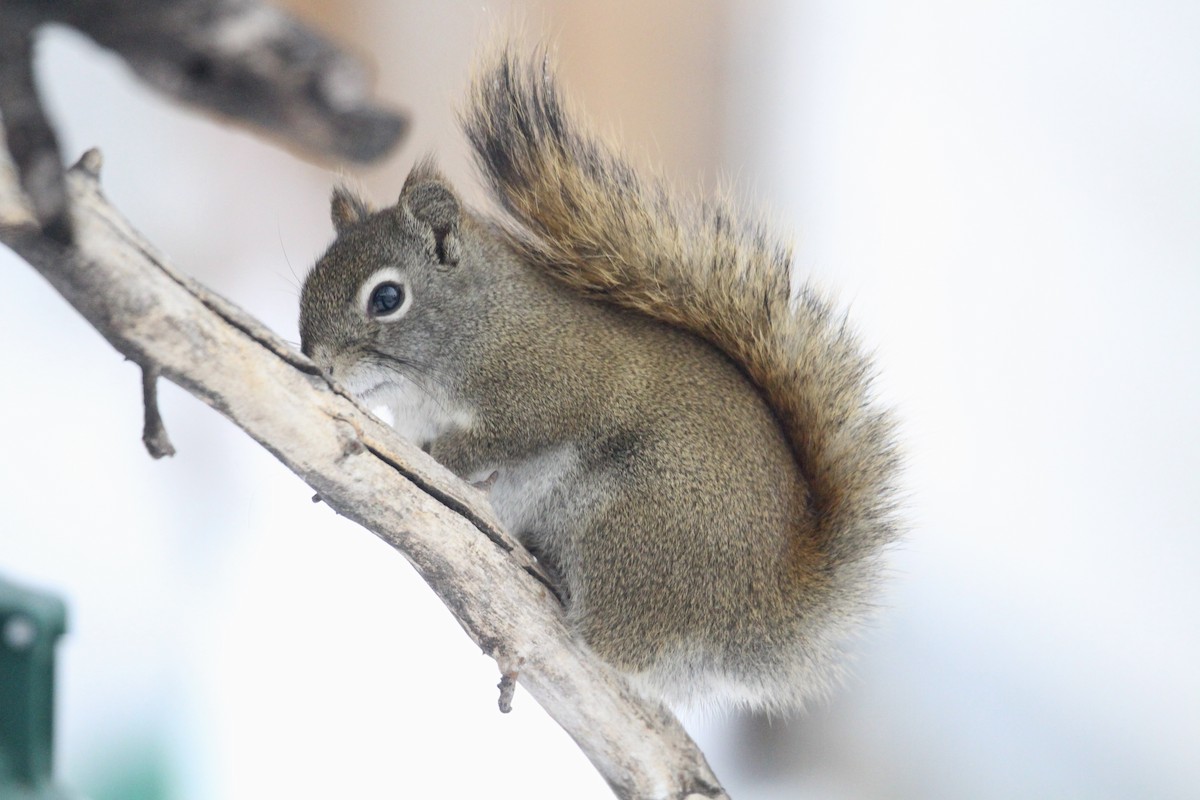 Amerika Kızıl Sincabı - ML646814122