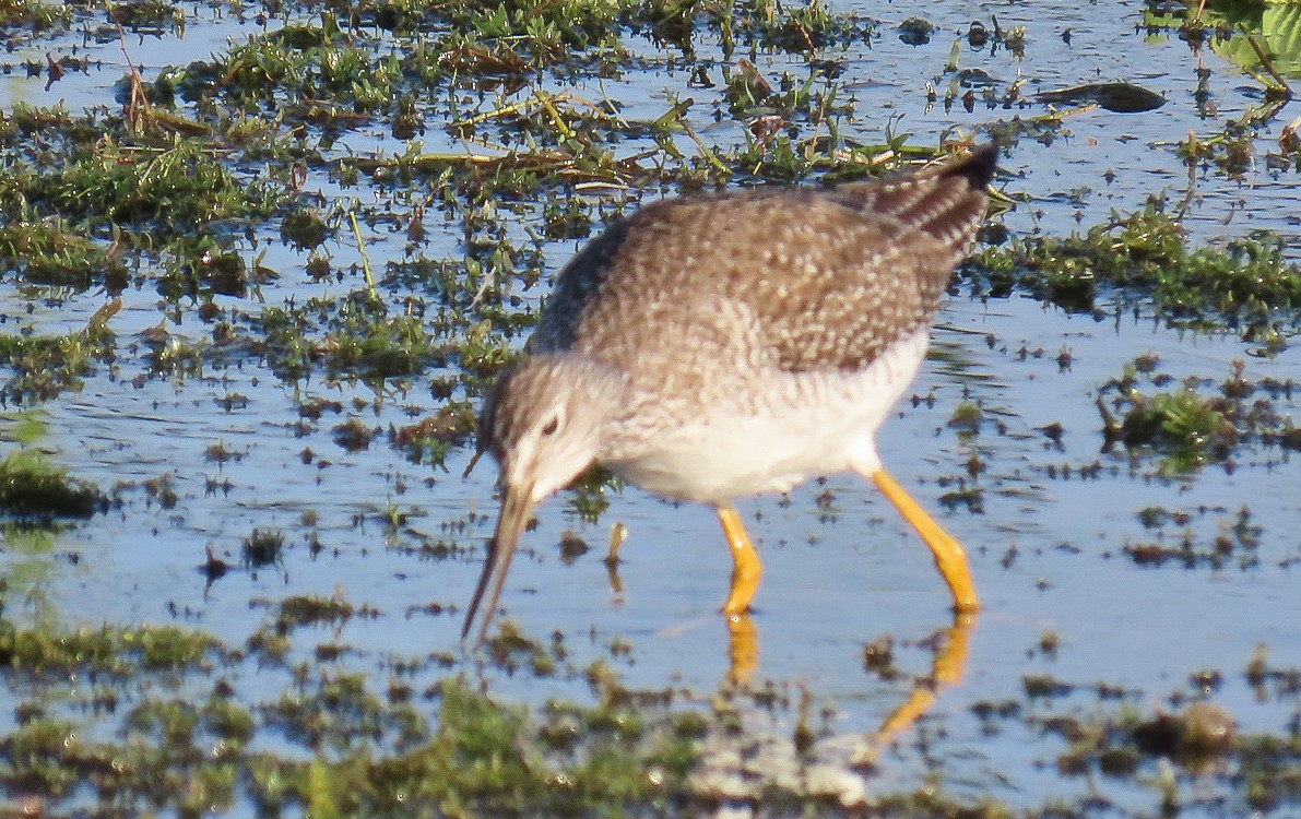 Lesser Yellowlegs - ML646814123