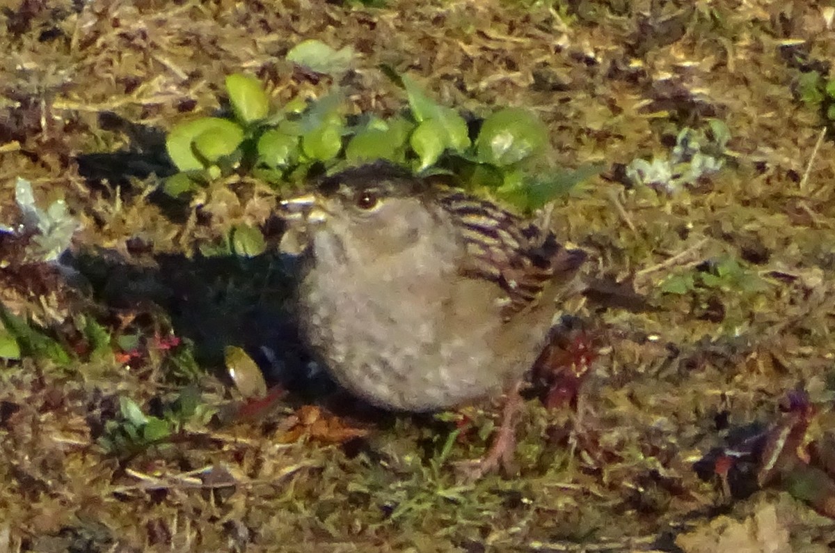 Golden-crowned Sparrow - ML646814125