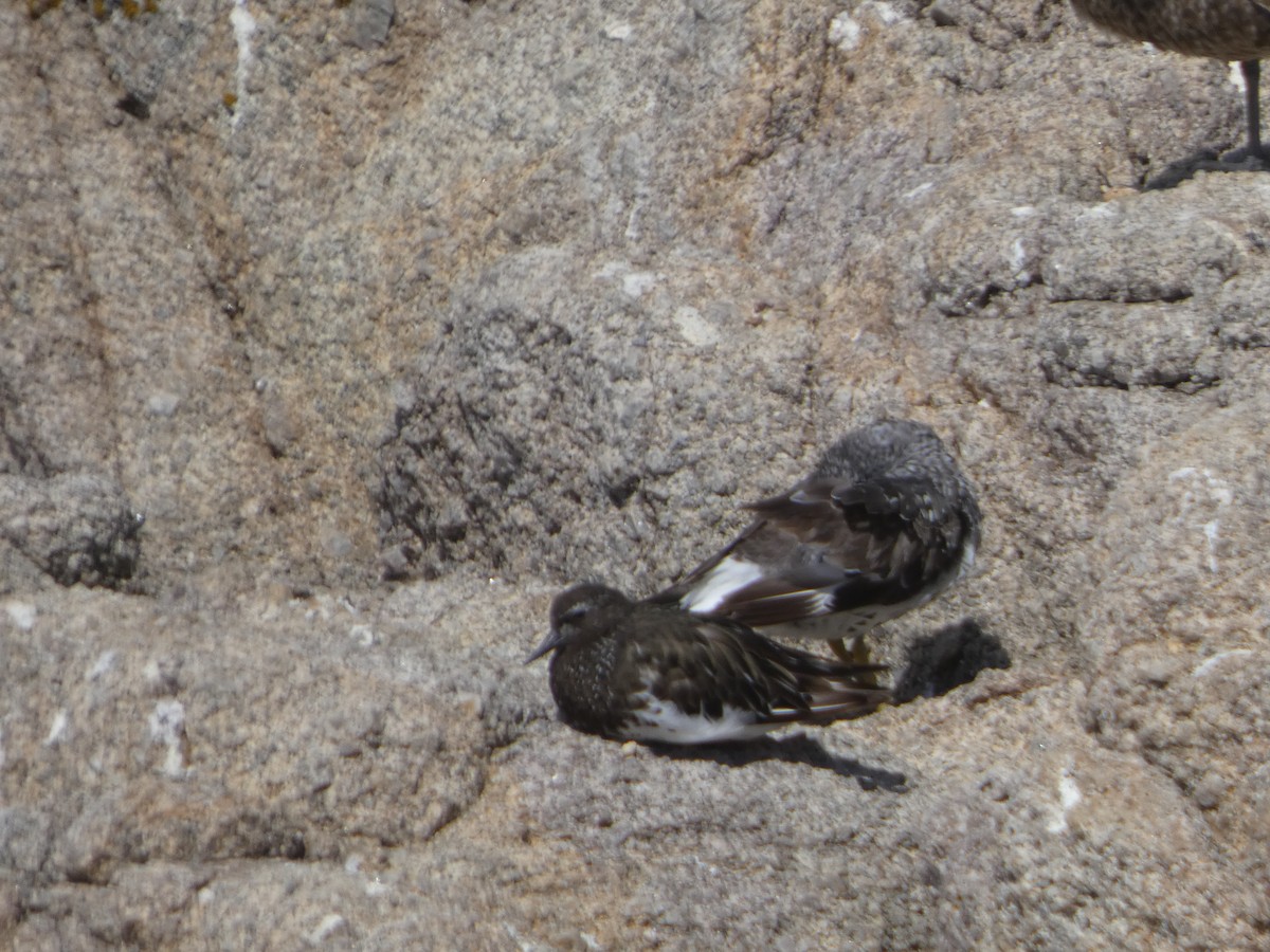 Harri-iraulari iluna - ML646814127