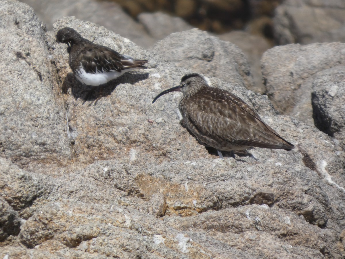 Harri-iraulari iluna - ML646814128