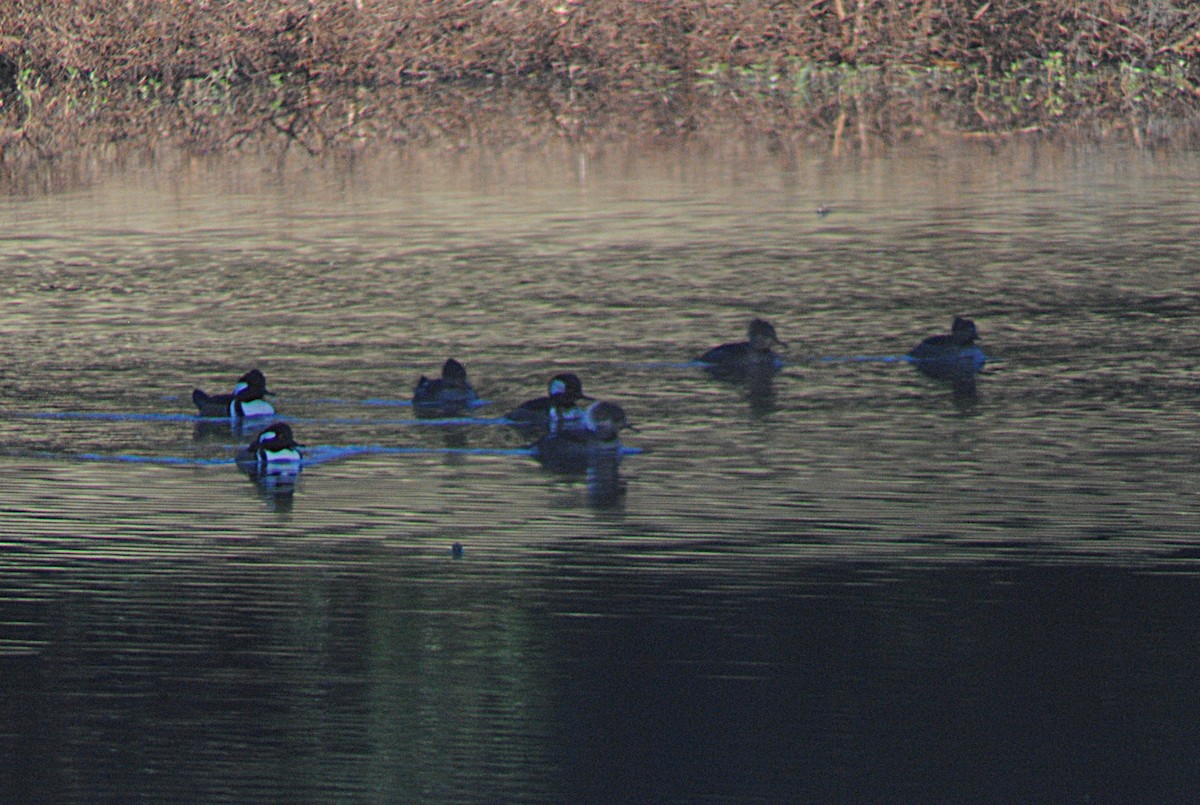 Zerra buruhandia - ML646814129