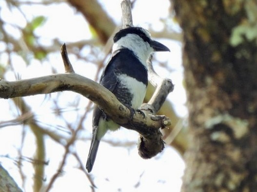 White-necked Puffbird - ML646814132