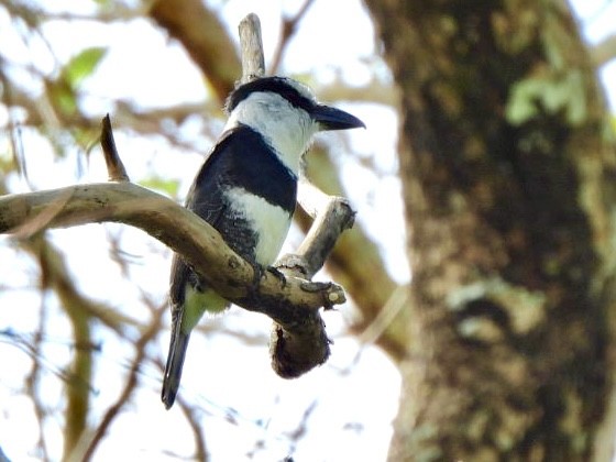 Белошейная пуховка - ML646814133