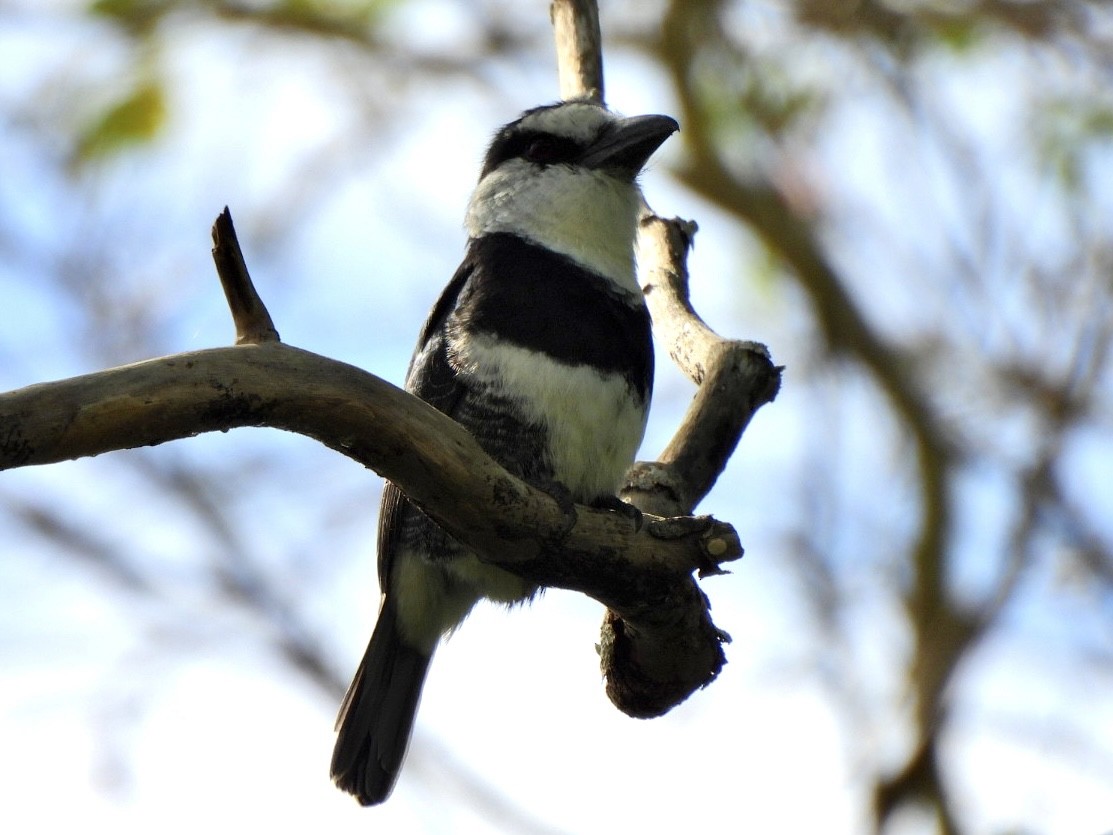 Белошейная пуховка - ML646814134