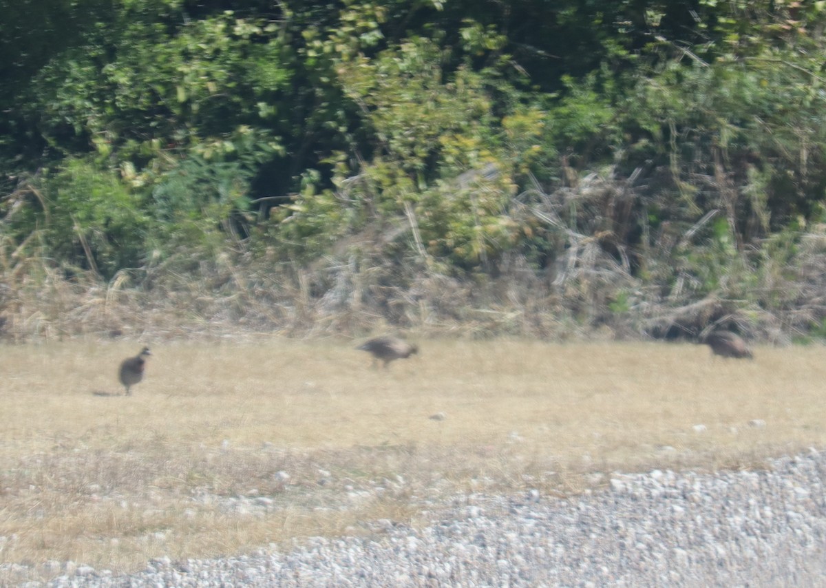 Northern Bobwhite - ML646814136