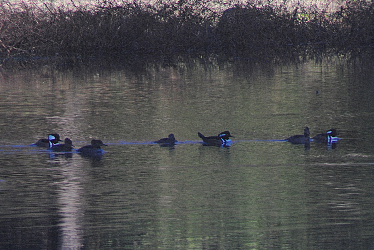 Zerra buruhandia - ML646814137