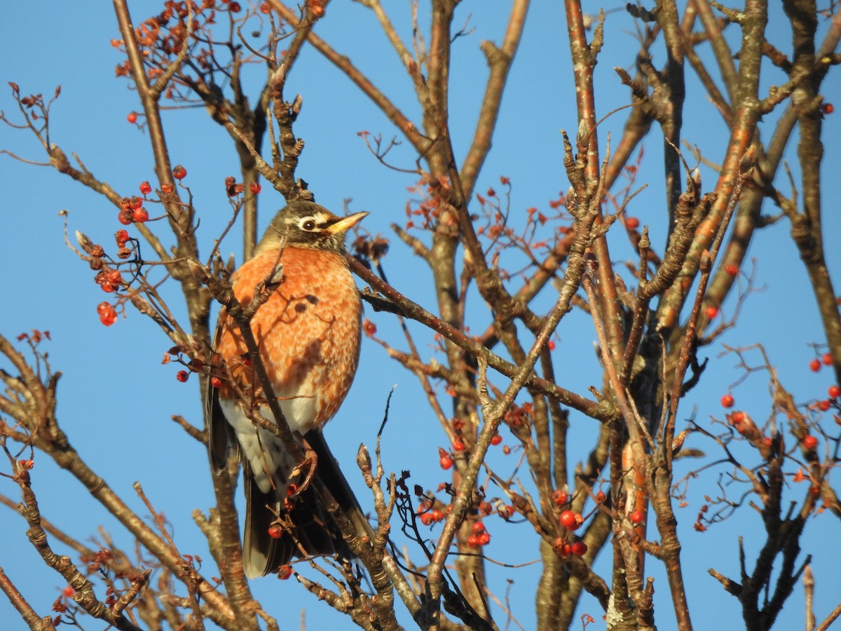 Zozo papargorria - ML646814139