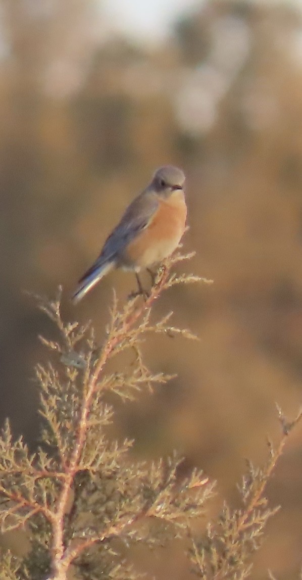 Western Bluebird - ML646814141