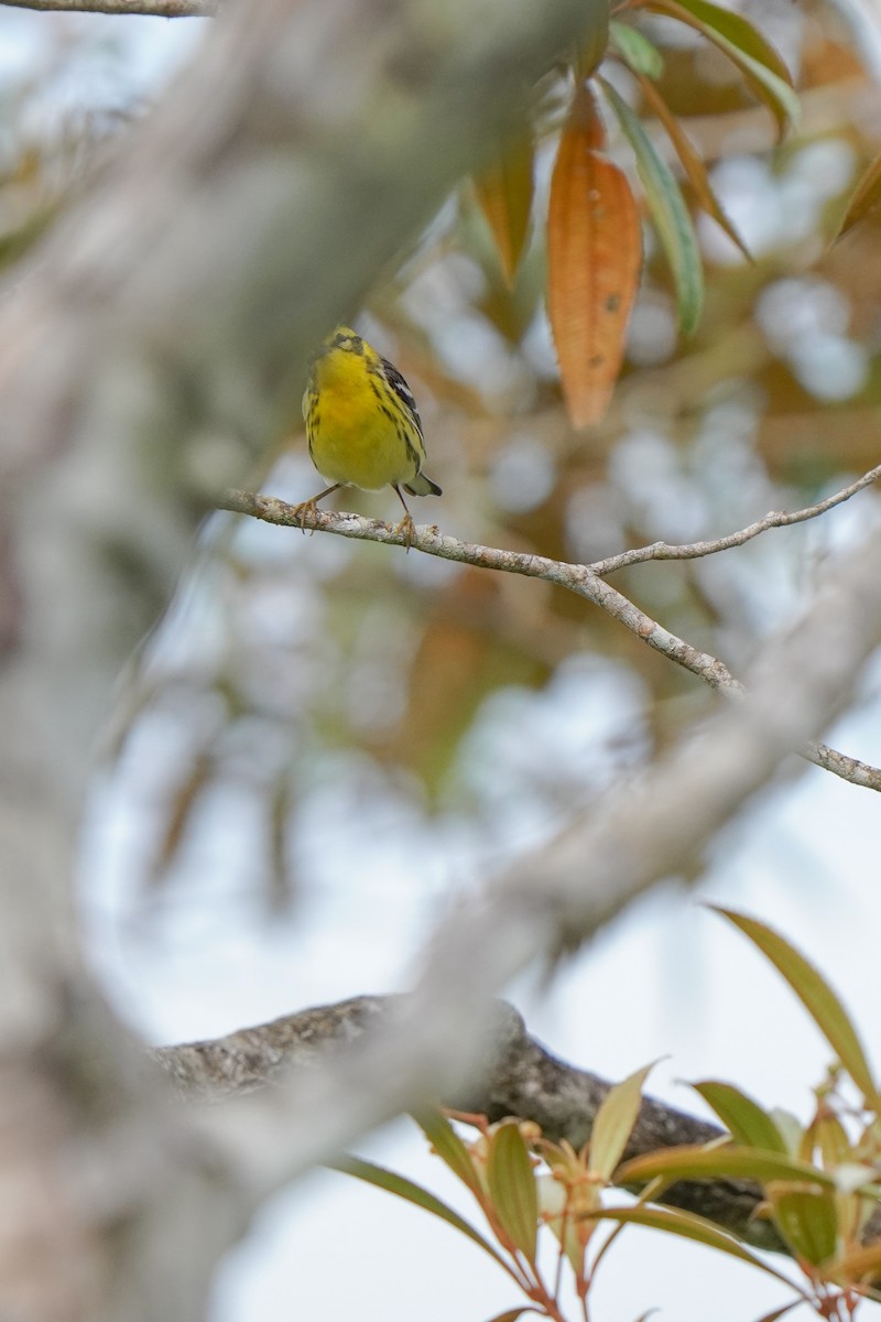 Reinita Gorjinaranja - ML646814143