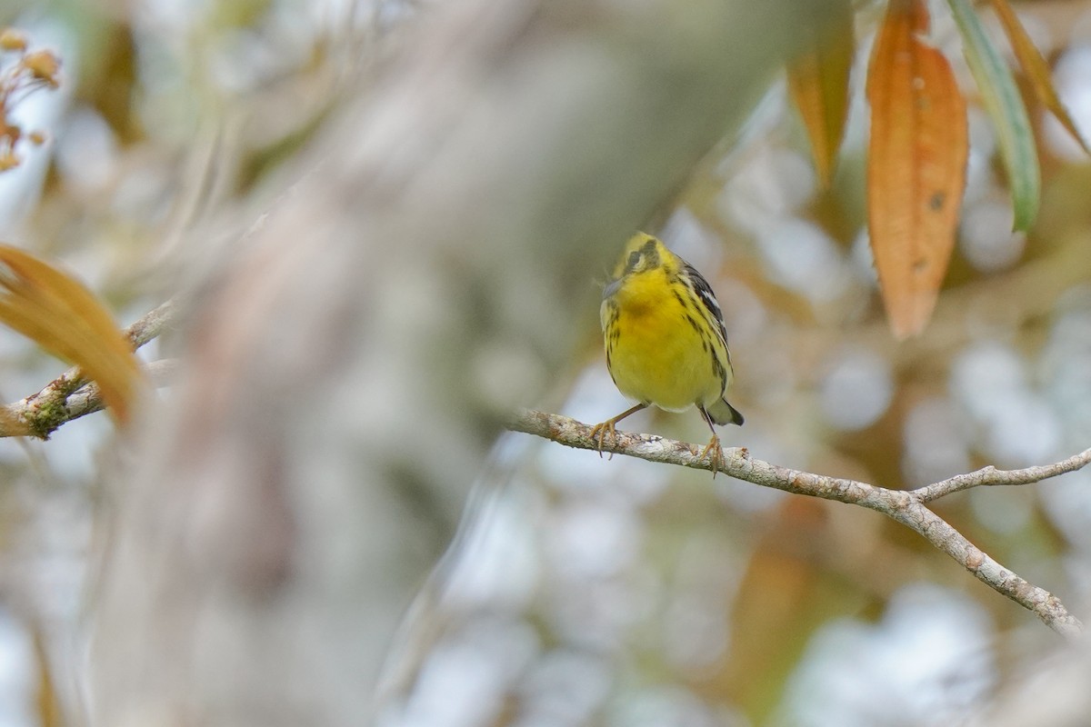 Reinita Gorjinaranja - ML646814144