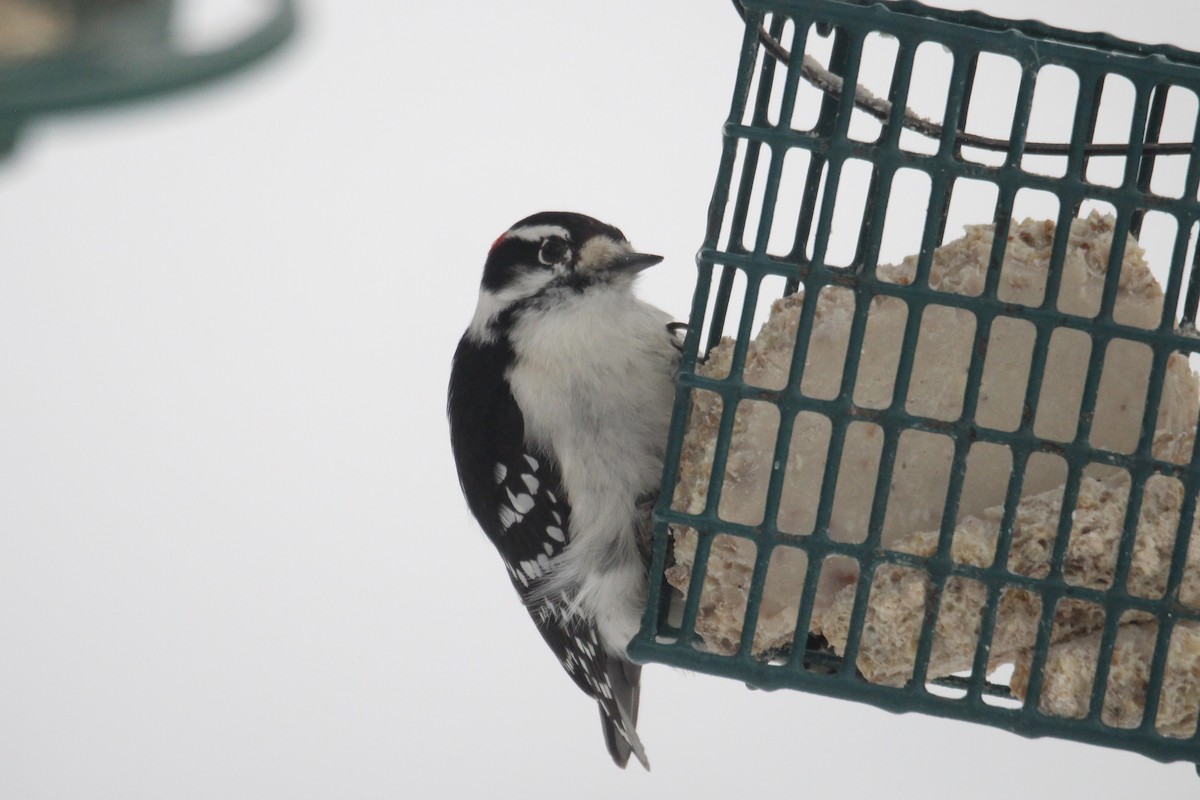 Yumuşak Tüylü Ağaçkakan (pubescens/medianus) - ML646814152