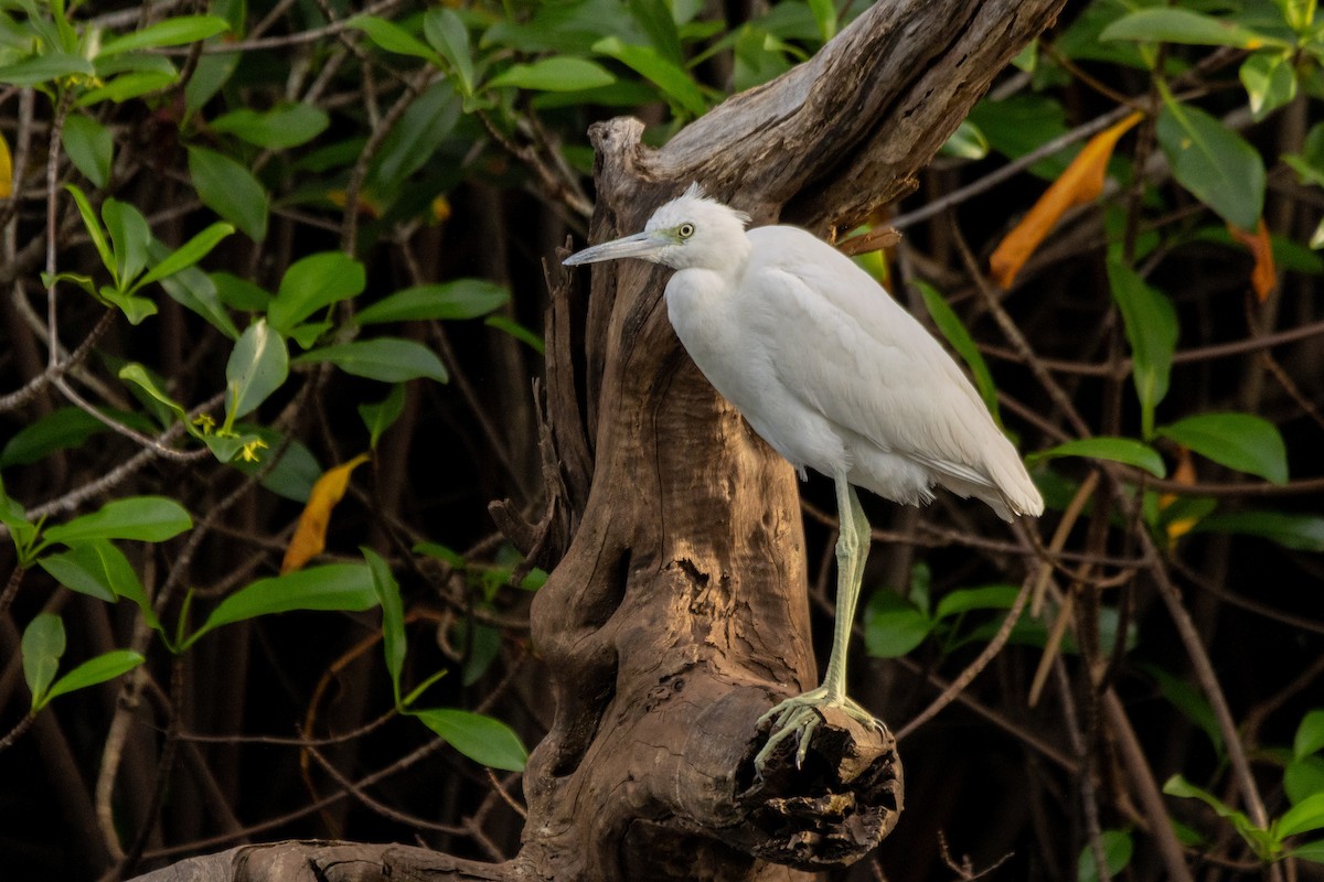 ヒメアカクロサギ - ML646814153