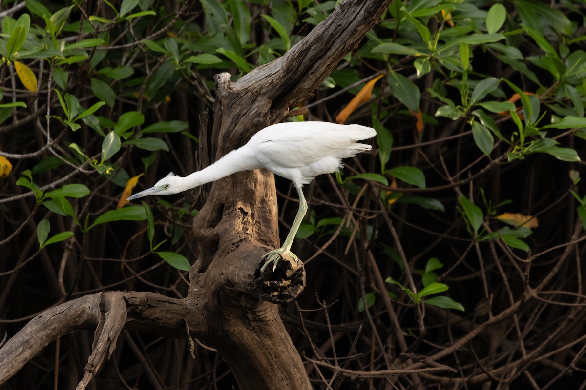 ヒメアカクロサギ - ML646814154