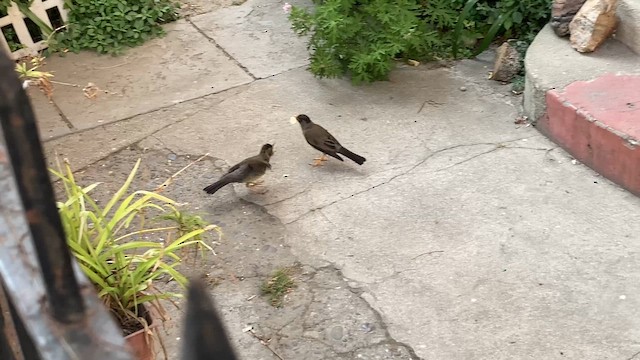 Austral Thrush - ML646814157