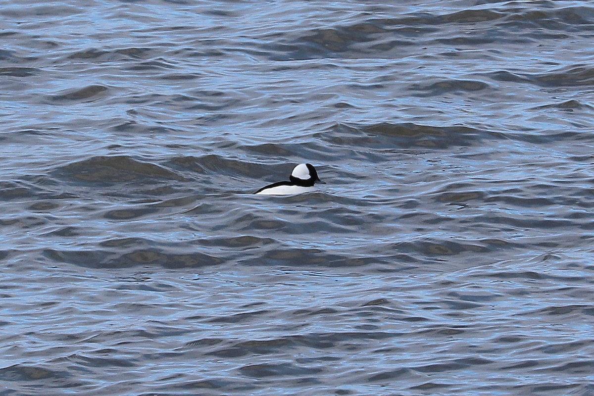Bufflehead - ML646814158
