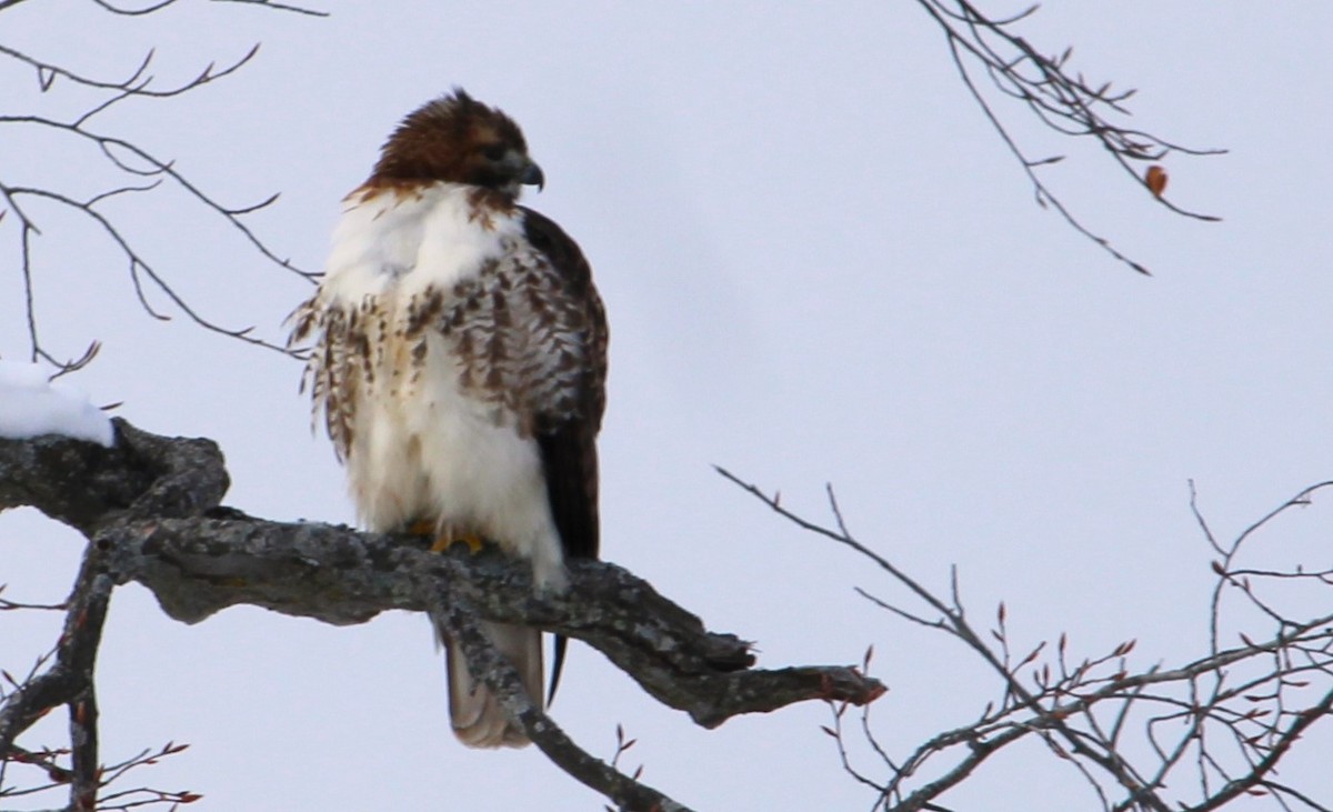 Краснохвостый канюк - ML646814159