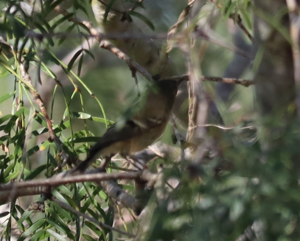 Ruby-crowned Kinglet - ML646814160
