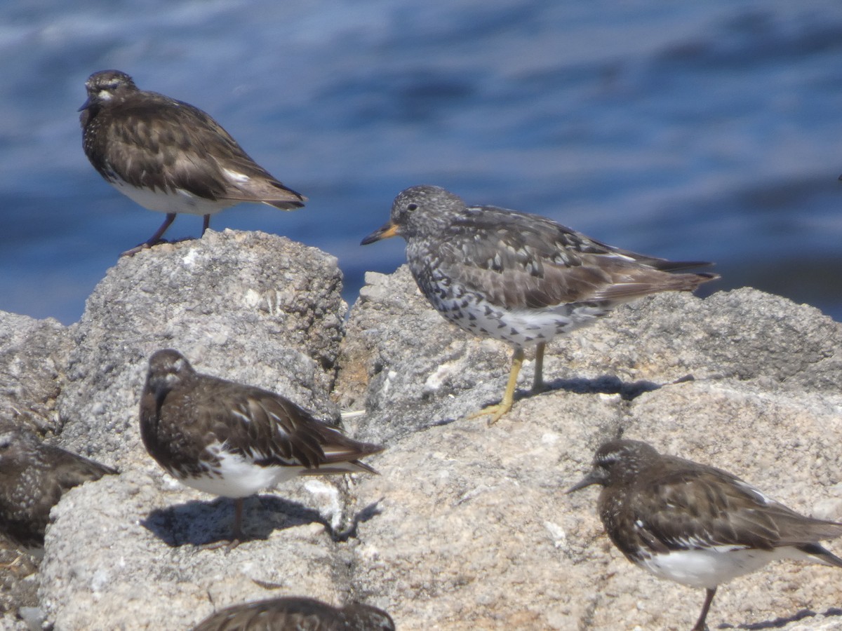 Surfbird - ML646814163
